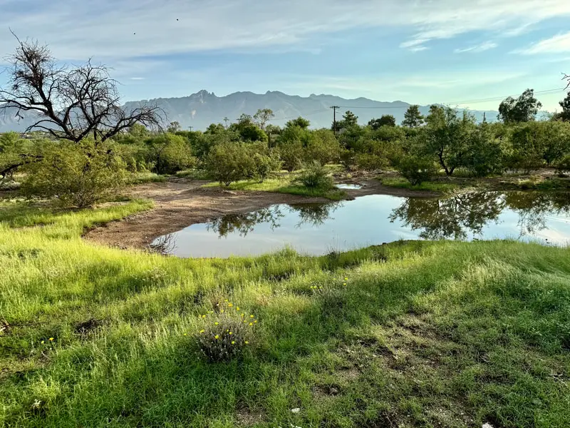 Monsoon rains have transformed Rio Vista Natural Resource Park, August 2024