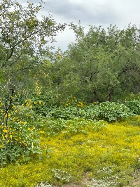 What is a Natural Resource Park?